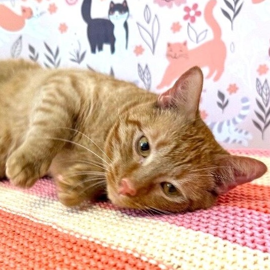 Leo the Lion — thumbnail 4