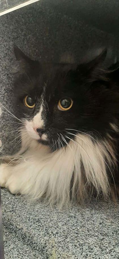 Enlarge Oreo, a Adoptable mixed breed in Gastonia, NC image 1/2