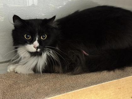 Enlarge Oreo, a Adoptable mixed breed in Gastonia, NC image 2/2