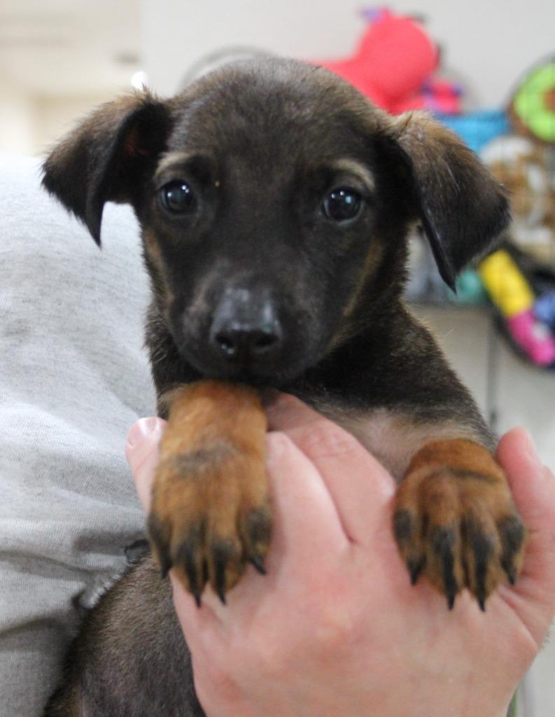 Dax, Adoptable, Adult Male Doberman Pinscher & Mixed Breed.
