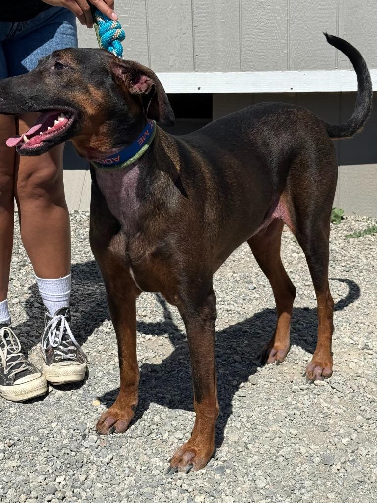 Enlarge Dax, a Adoptable mixed breed in Vacaville, CA image 2/2