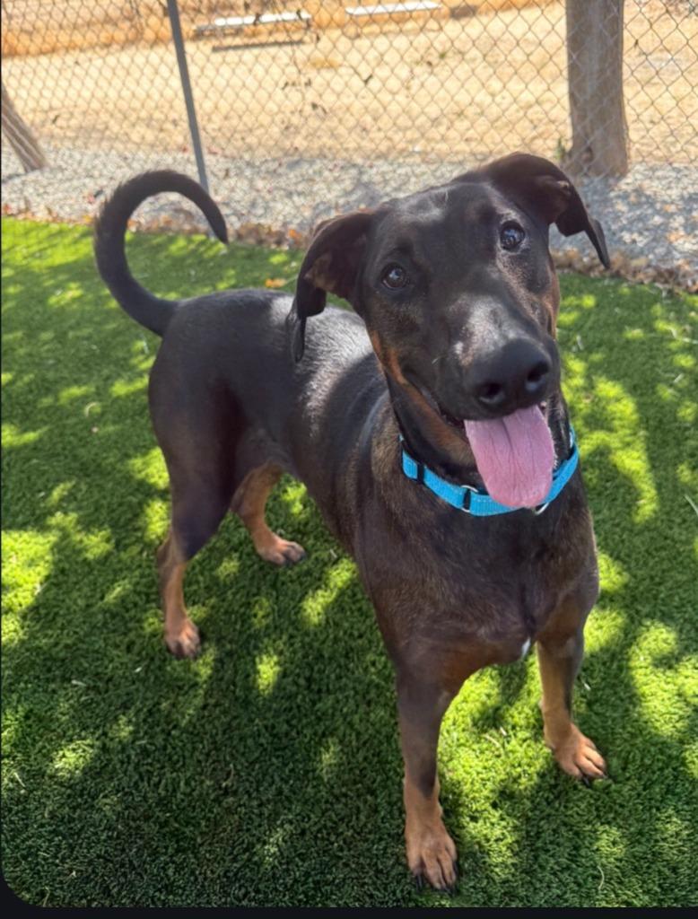 Enlarge Dax, a Adoptable mixed breed in Vacaville, CA image 3/3