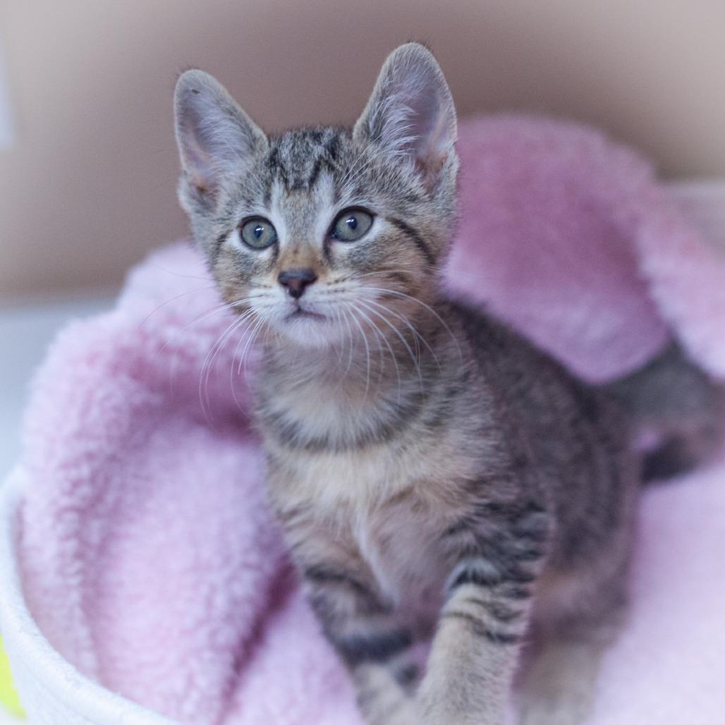 Stitch, Adoptable, Young Male Domestic Short Hair.