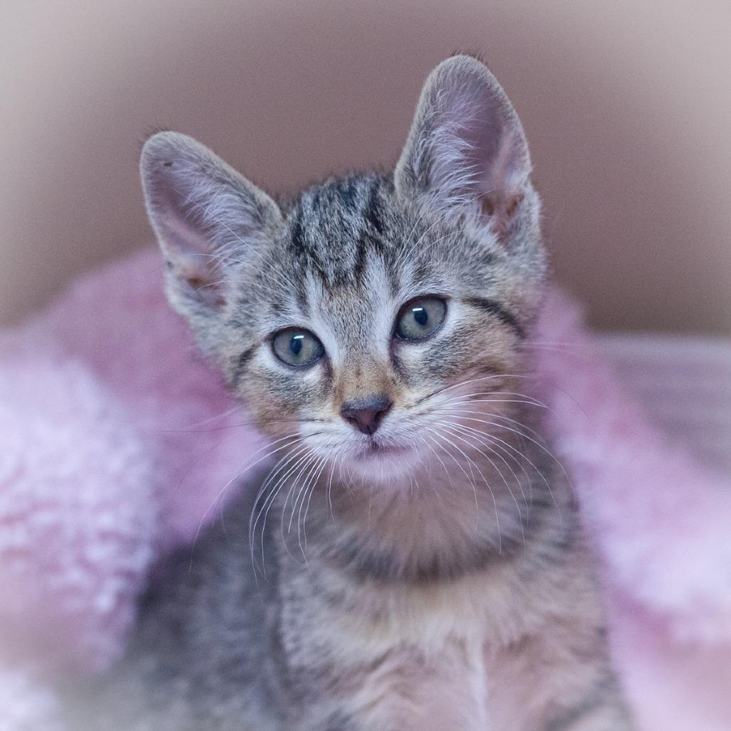 Stitch, a Adoptable Domestic Short Hair in Ponte Vedra, FL image 5/6