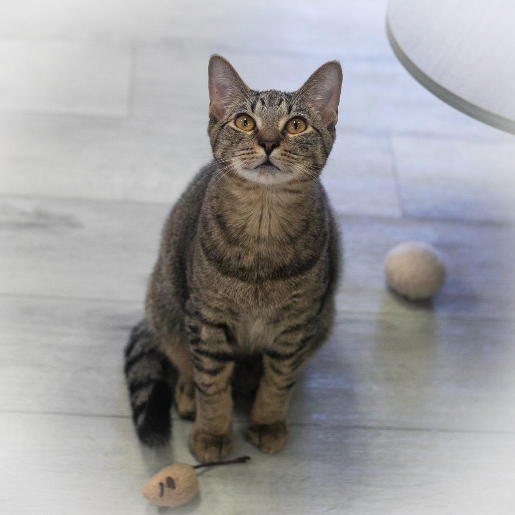 Stitch, a Adoptable Domestic Short Hair in Ponte Vedra, FL image 2/6