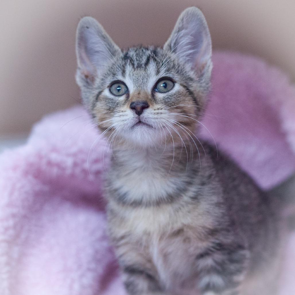 Stitch, a Adoptable Domestic Short Hair in Ponte Vedra, FL image 6/6