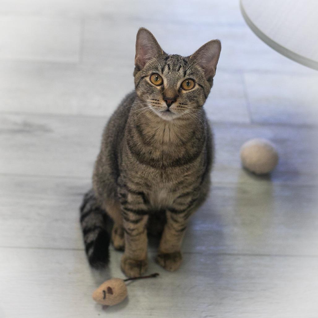 Stitch, a Adoptable Domestic Short Hair in Ponte Vedra, FL image 3/6