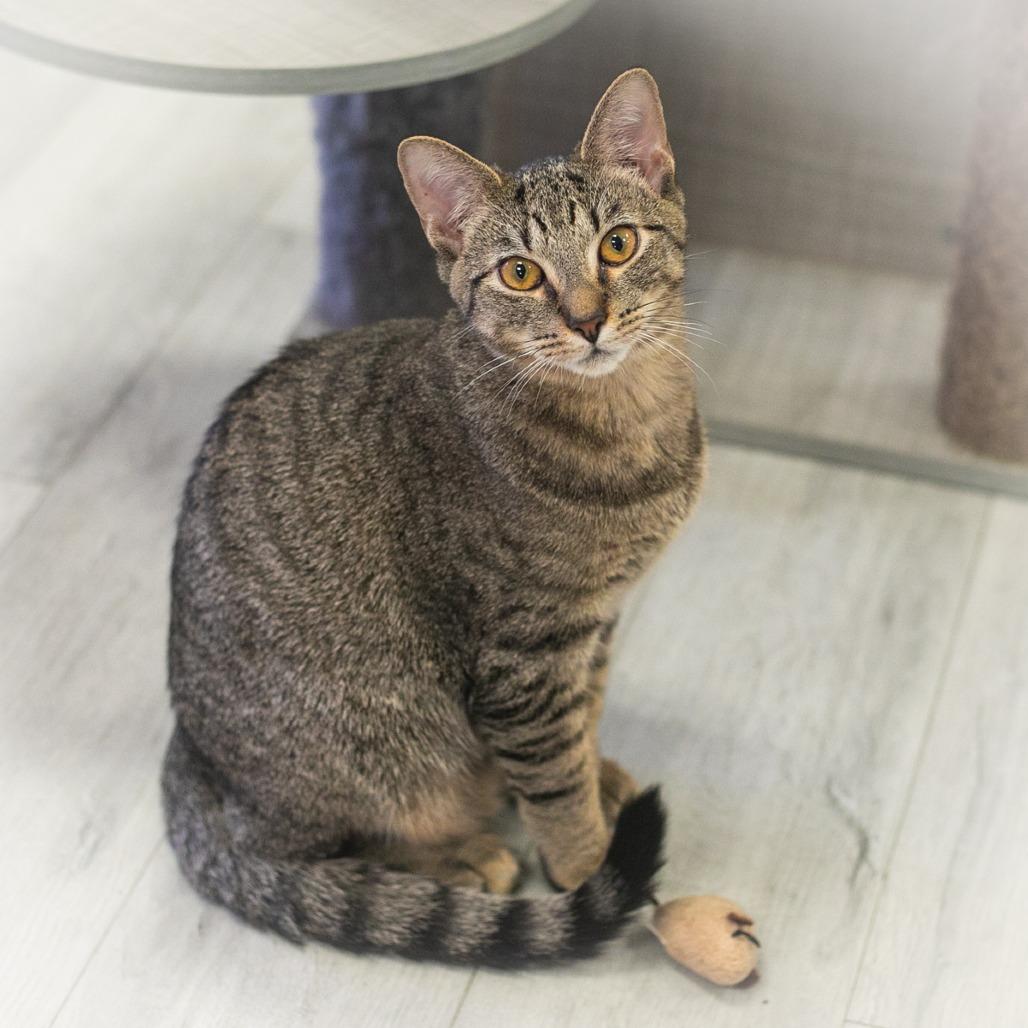 Stitch, a Adoptable Domestic Short Hair in Ponte Vedra, FL image 1/6