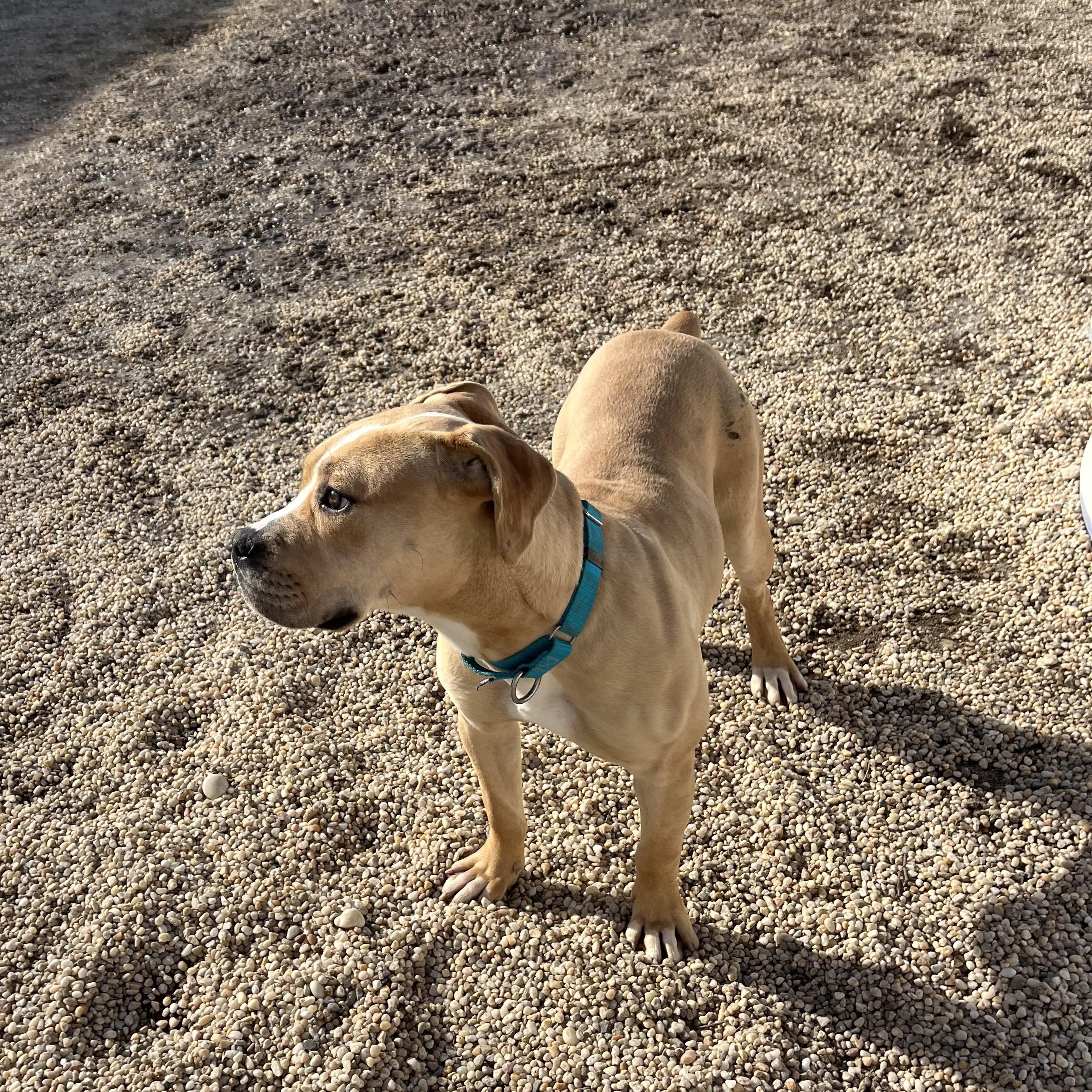 Phoebe , adoptable, Young Female Mastiff.