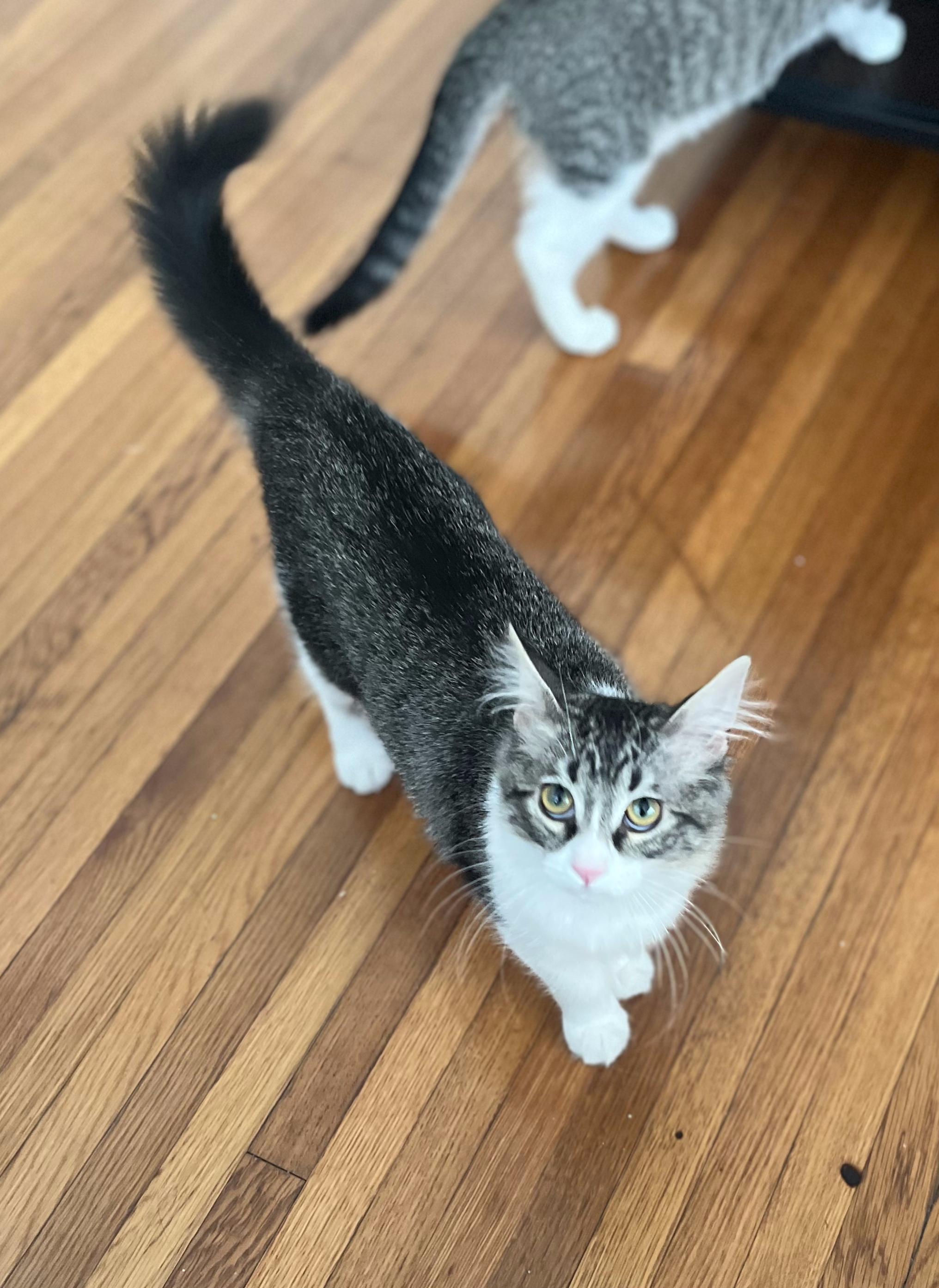 Enlarge Bettina, a Adopted Domestic Long Hair in Long Beach, CA image 1/6