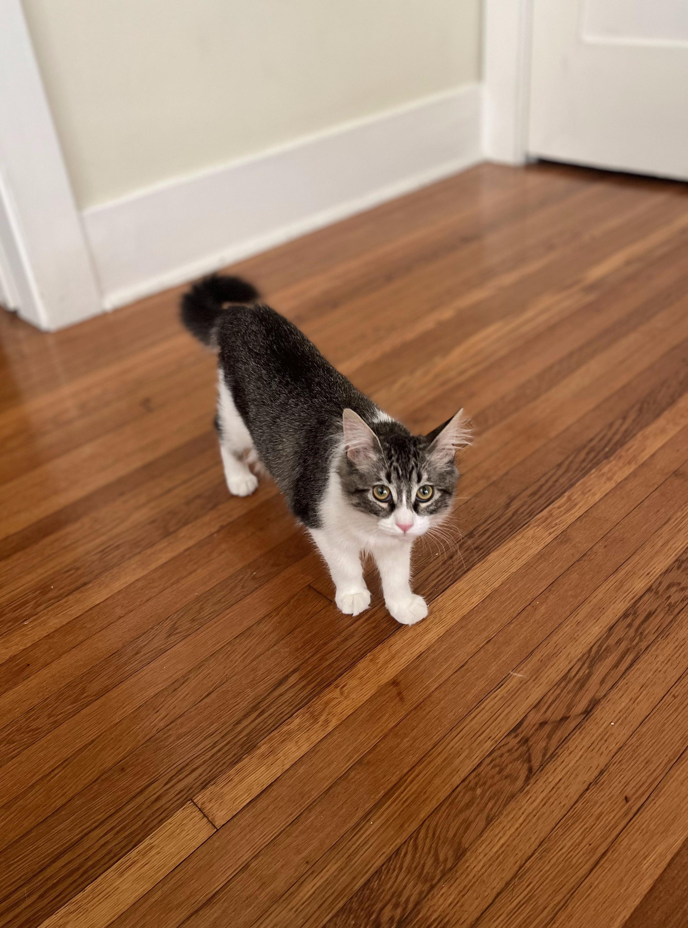 Enlarge Bettina, a Adopted Domestic Long Hair in Long Beach, CA image 2/6