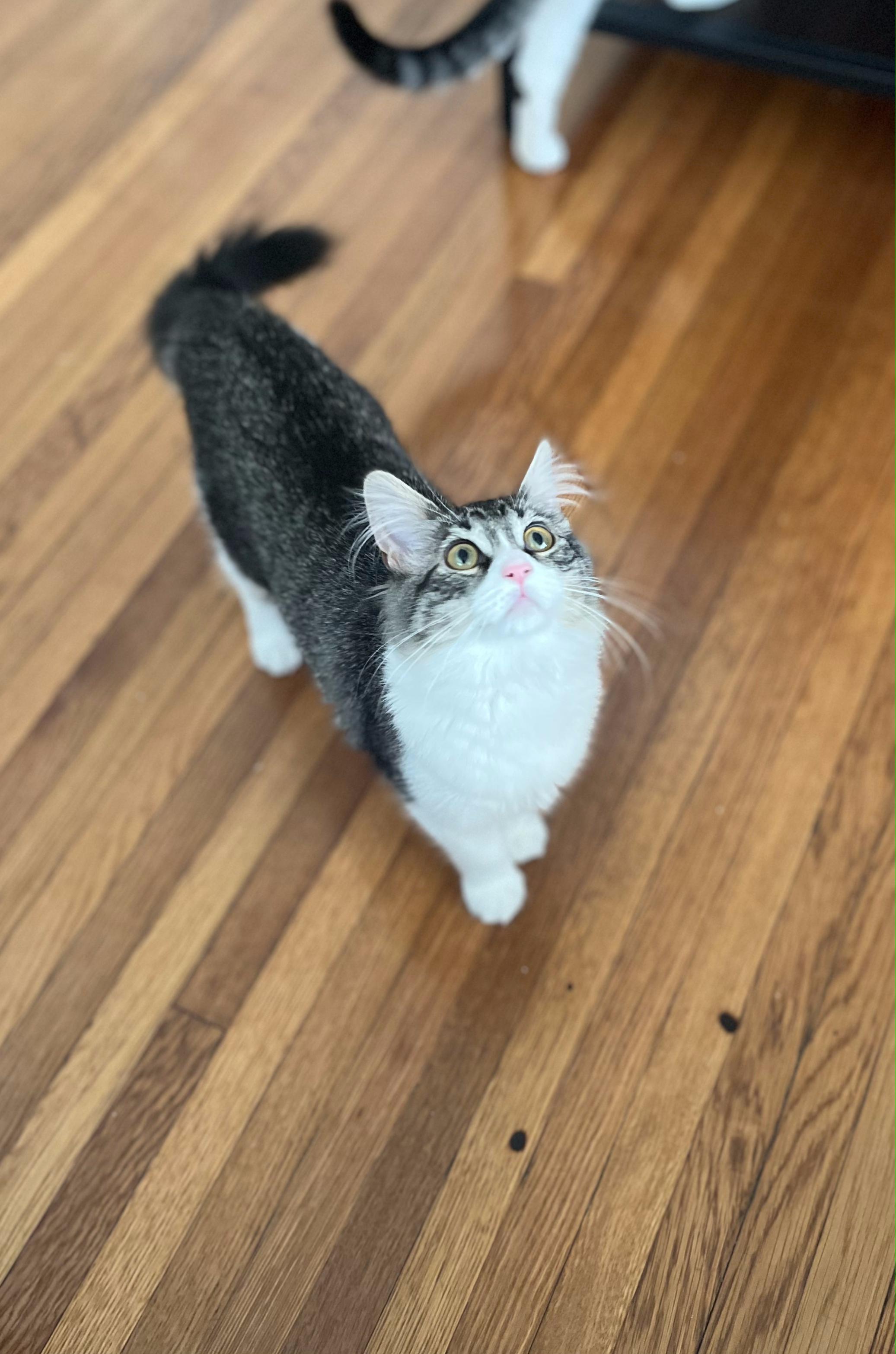 Enlarge Bettina, a Adopted Domestic Long Hair in Long Beach, CA image 4/6