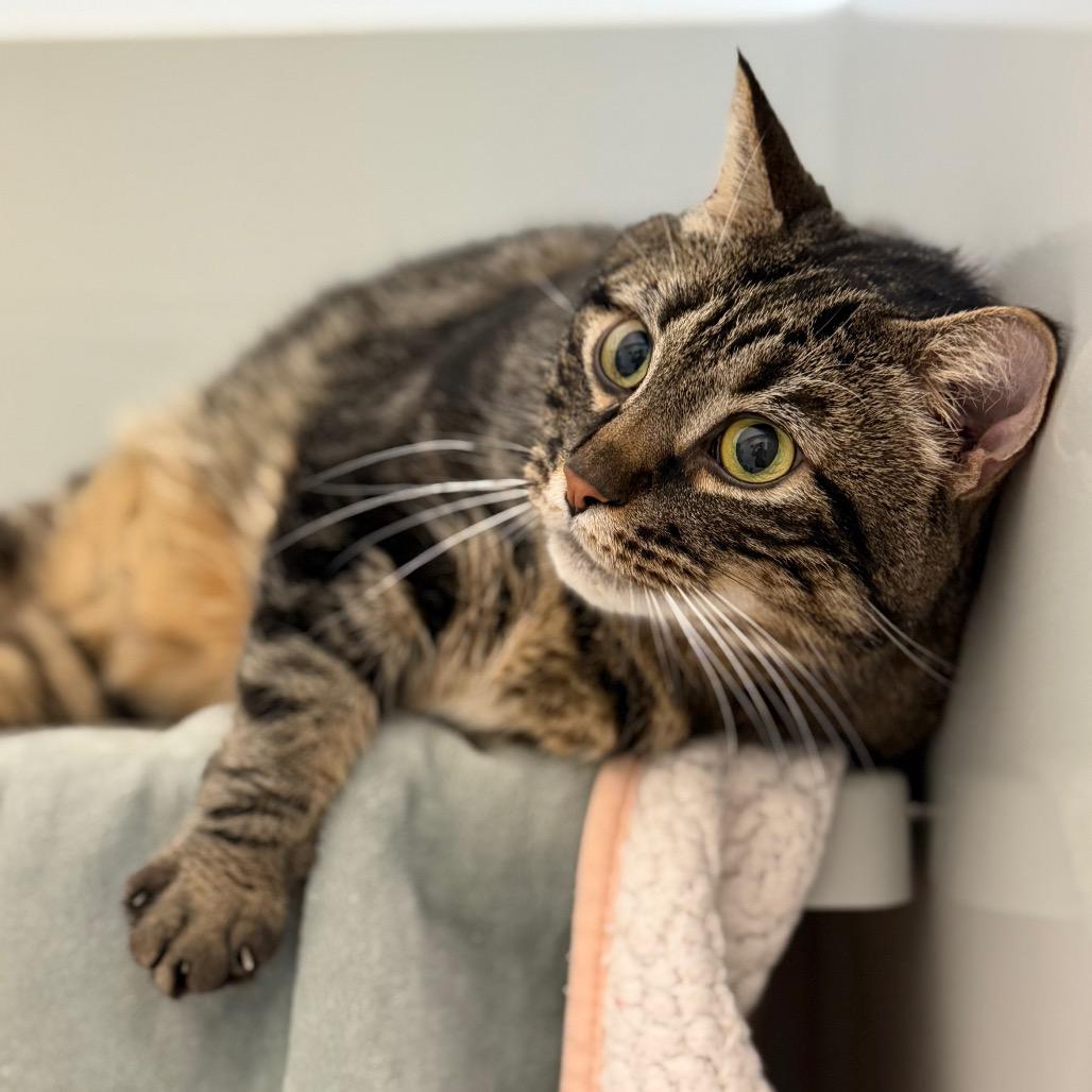 Dee, Adoptable, Adult Male Domestic Short Hair.