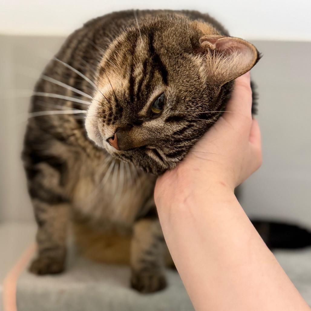 Enlarge Dee, a Adoptable Domestic Short Hair in Enfield, NH image 2/5