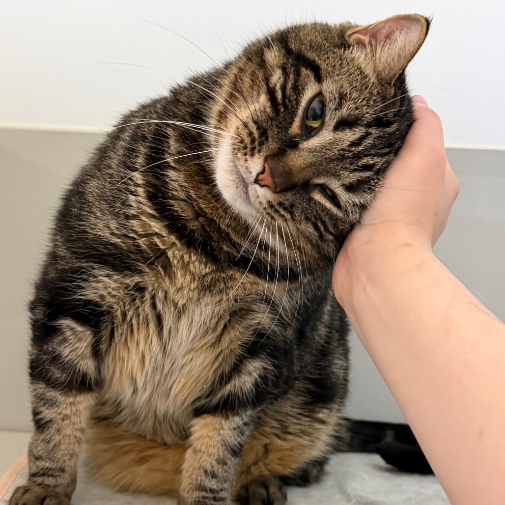 Enlarge Dee, a Adoptable Domestic Short Hair in Enfield, NH image 3/5