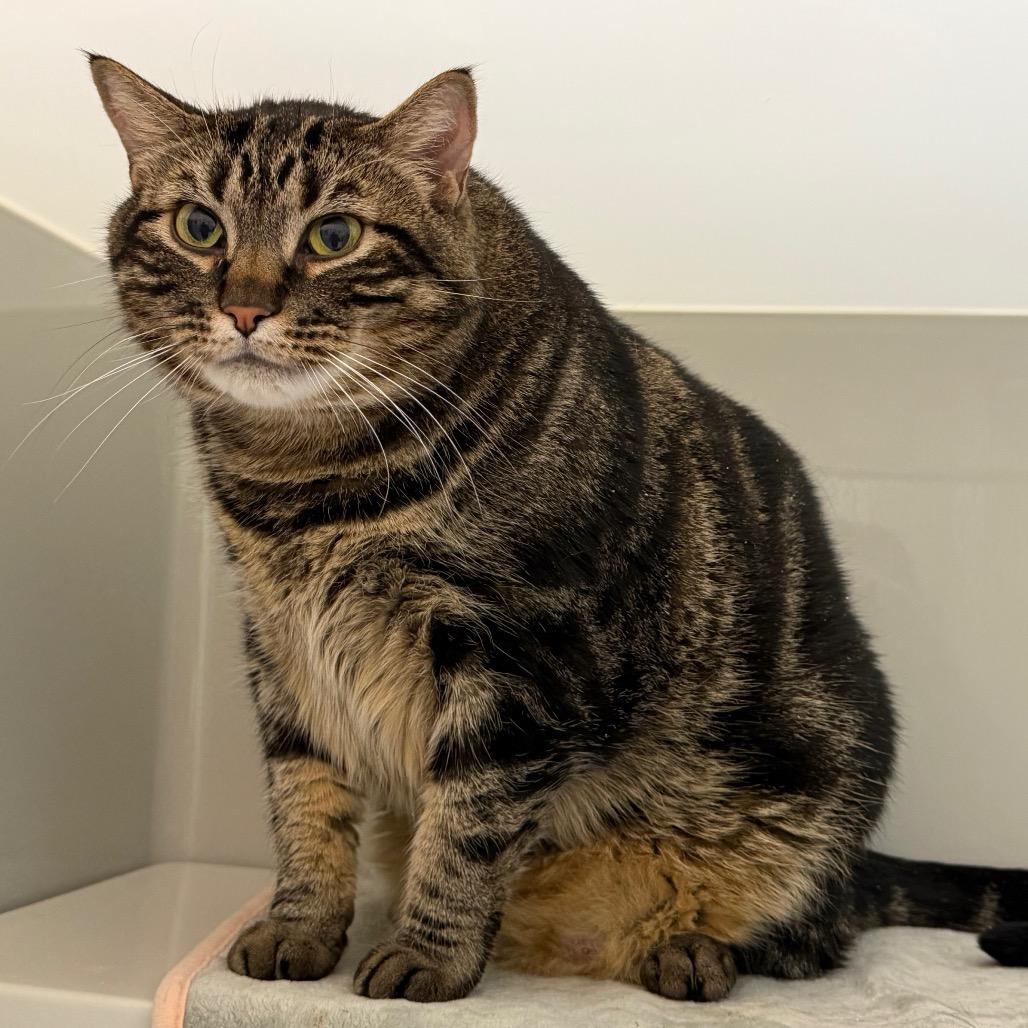 Enlarge Dee, a Adoptable Domestic Short Hair in Enfield, NH image 4/5