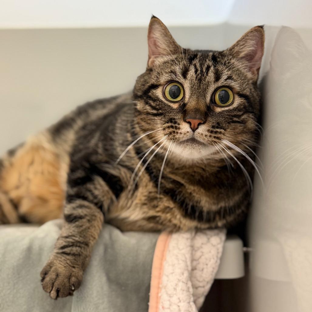 Enlarge Dee, a Adoptable Domestic Short Hair in Enfield, NH image 5/5
