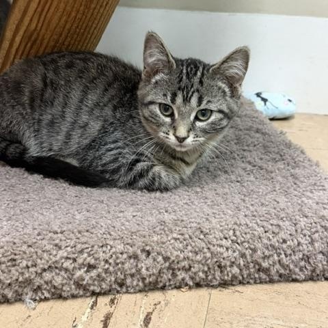 Harpy, ADOPTABLE, Kitten Female Domestic Short Hair.