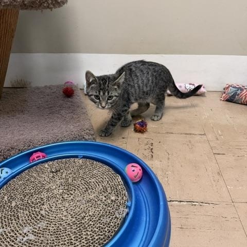 Harpy, a ADOPTABLE Domestic Short Hair in Chisholm, MN image 4/4