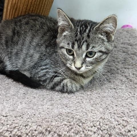 Harpy, a ADOPTABLE Domestic Short Hair in Chisholm, MN image 3/4