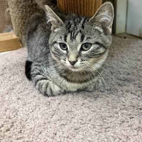 Harpy, a ADOPTABLE Domestic Short Hair in Chisholm, MN image 2/4