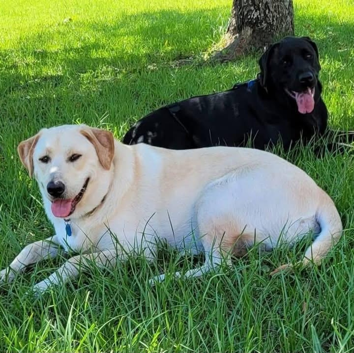 Enlarge Diesel & Axel (Bonded Pair), a ADOPTABLE mixed breed in Elkton, MD image 1/3