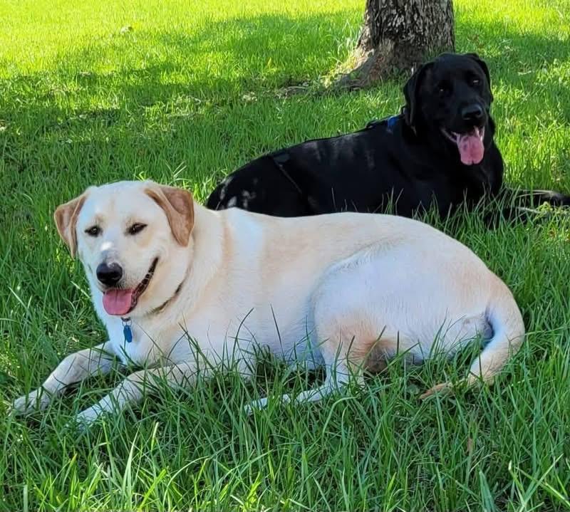 Enlarge Diesel & Axel (Bonded Pair), a ADOPTABLE mixed breed in Elkton, MD image 1/3