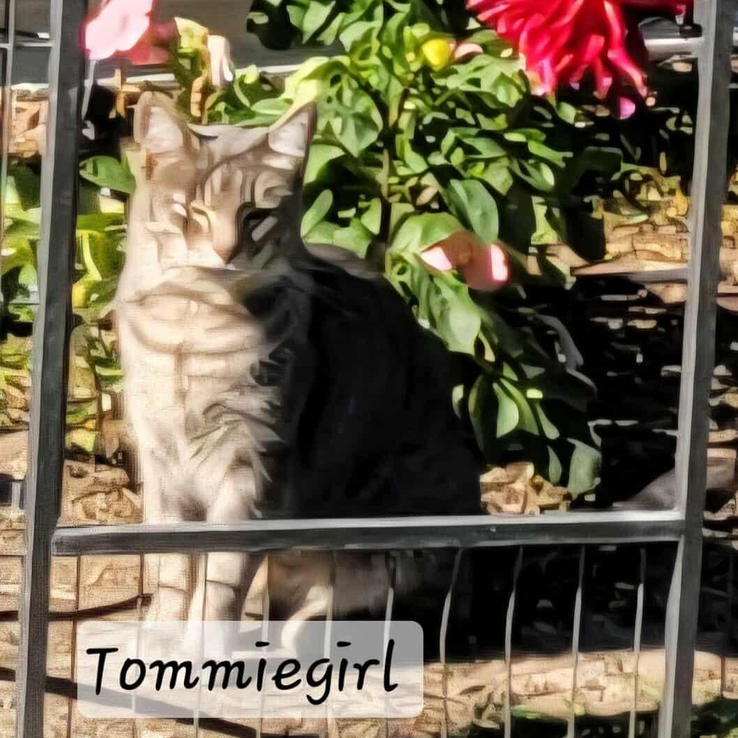 Tommiegirl