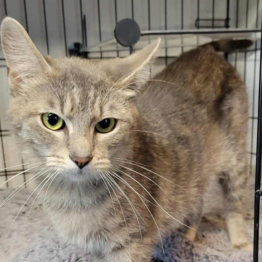 Tommiegirl, a Adoptable American Shorthair in Bonney Lake, WA image 2/2