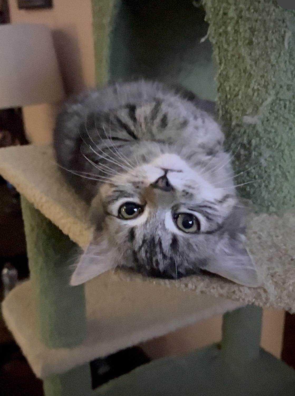 Enlarge Fudge, an adopted Domestic Short Hair in Belchertown, MA image 2/3