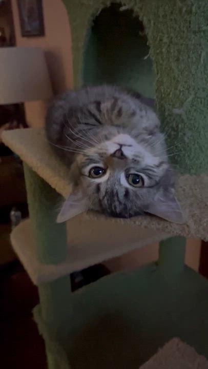 Enlarge Fudge, an adopted Domestic Short Hair in Belchertown, MA video 3/3