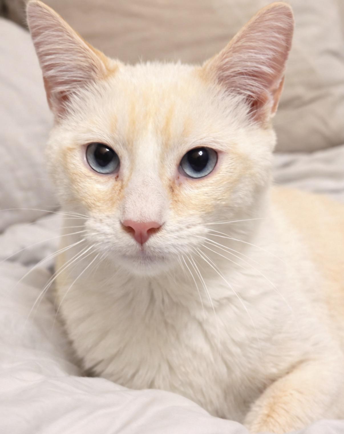 Enlarge Polaris, an adopted Siamese in Old Bridge, NJ image 2/3