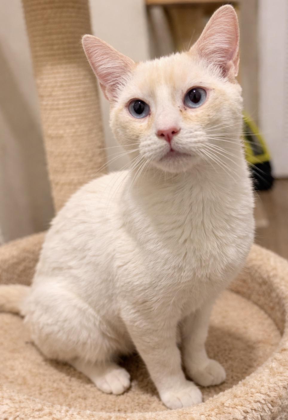 Enlarge Polaris, an adopted Siamese in Old Bridge, NJ image 1/3