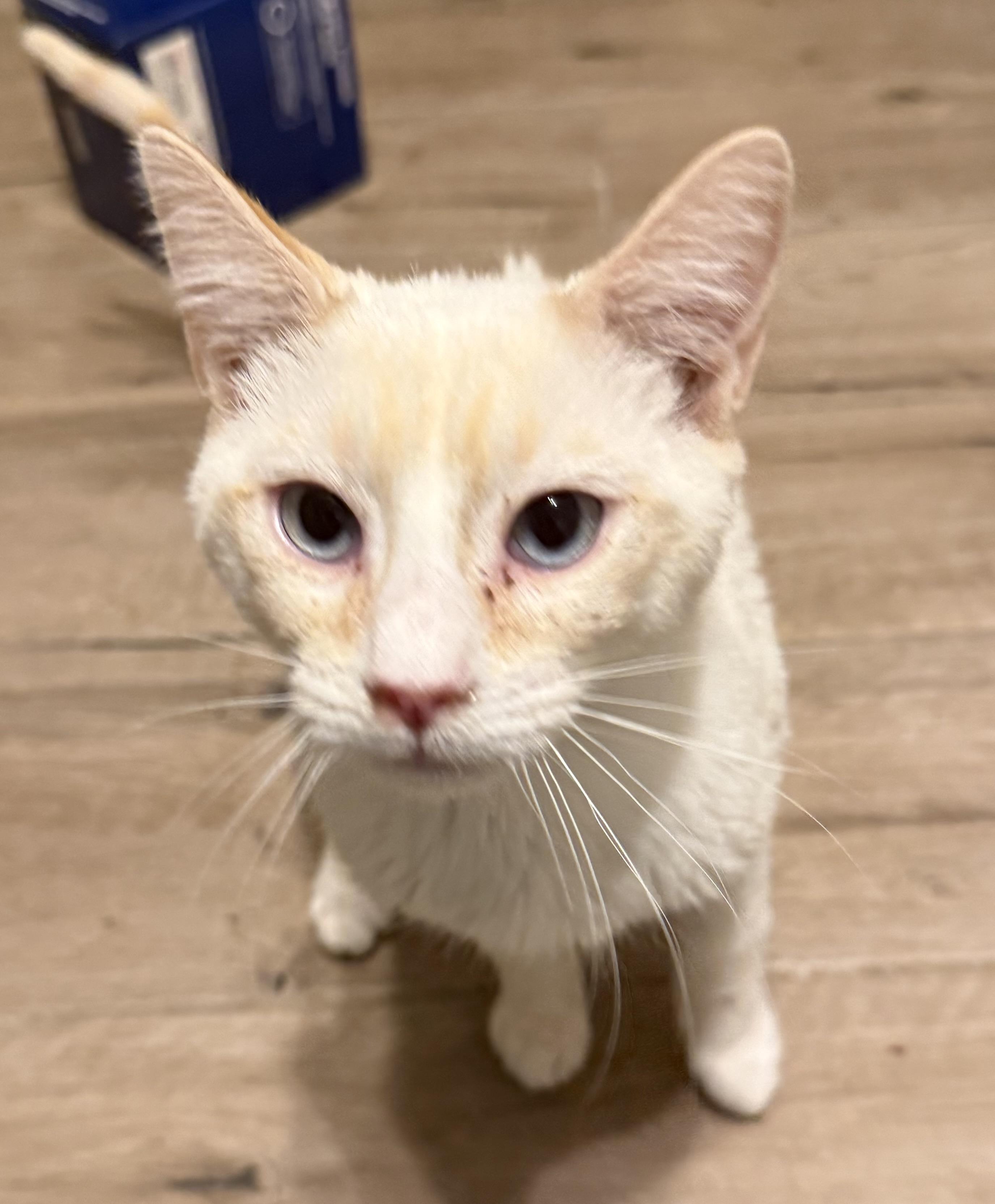 Enlarge Polaris, an adopted Siamese in Old Bridge, NJ image 3/3