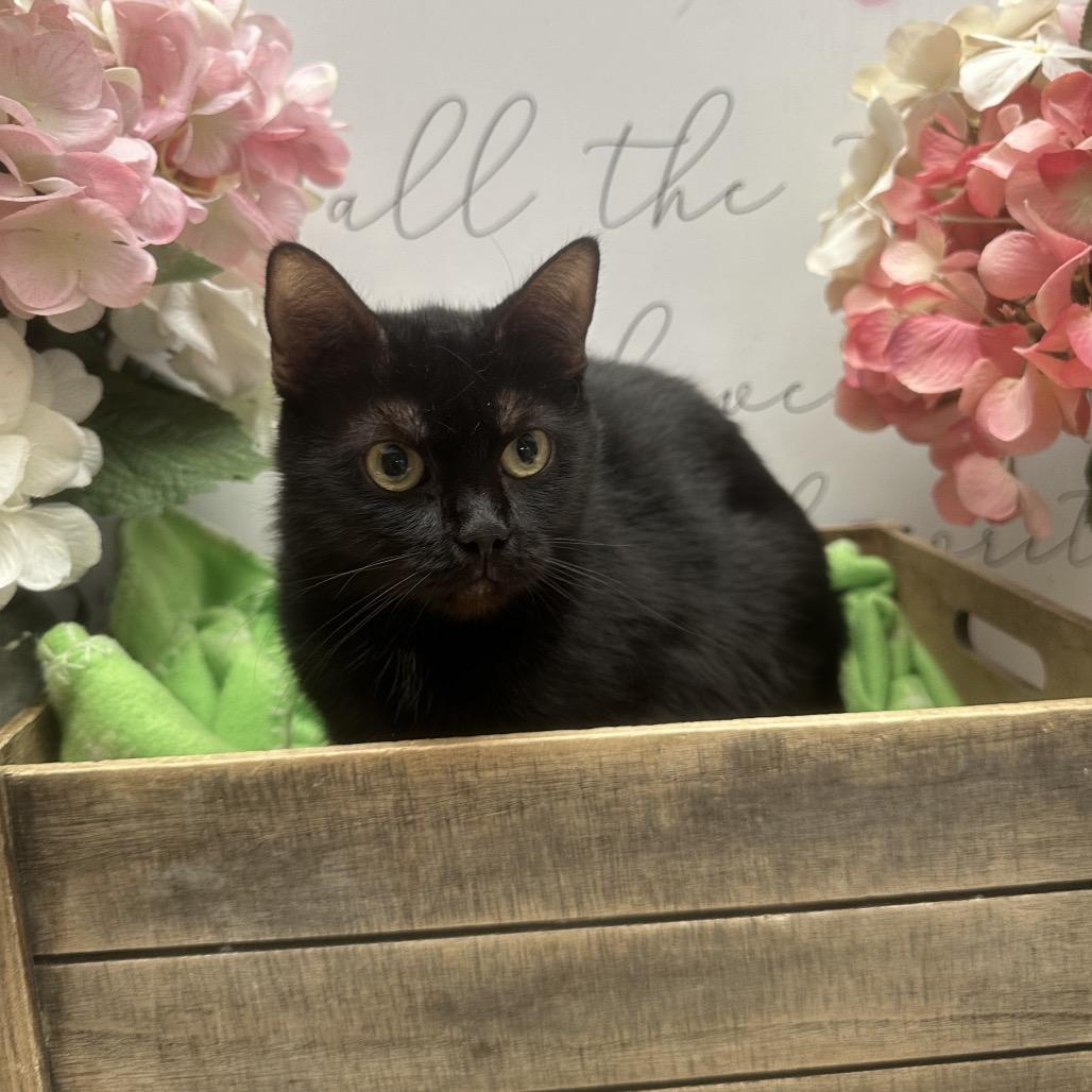 Pluto, Adoptable, Young Female Domestic Short Hair.