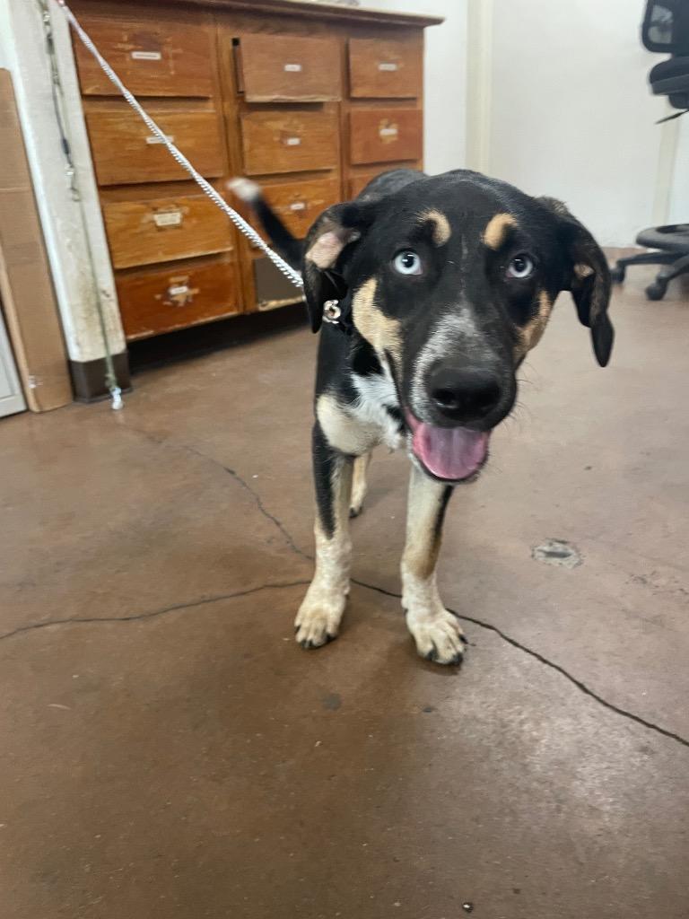 Westley, Adoptable, Puppy Male Australian Cattle Dog / Blue Heeler & German Shepherd Dog.