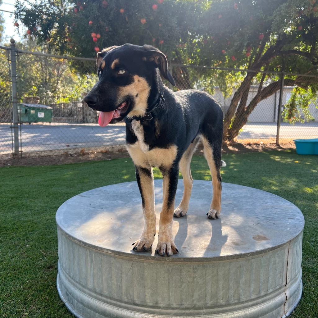 Enlarge Westley, a Adoptable mixed breed in Chico, CA image 2/3