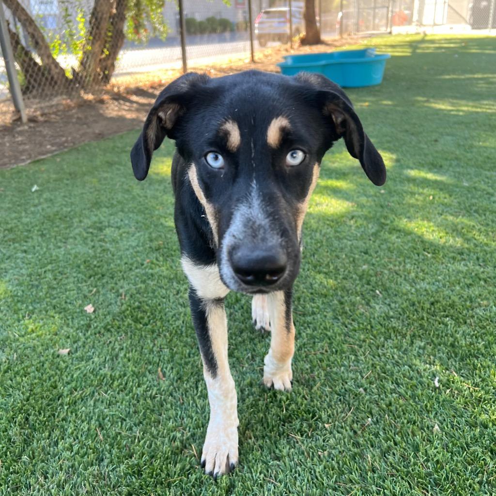 Enlarge Westley, a Adoptable mixed breed in Chico, CA image 3/3