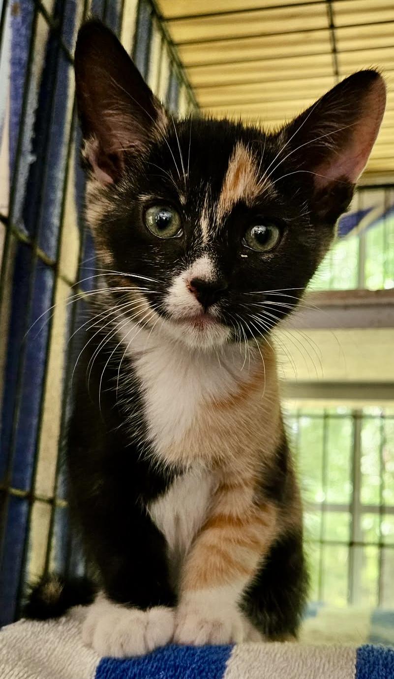 Enlarge Little Queenie, an adopted Calico in Myrtle Beach, SC image 3/5