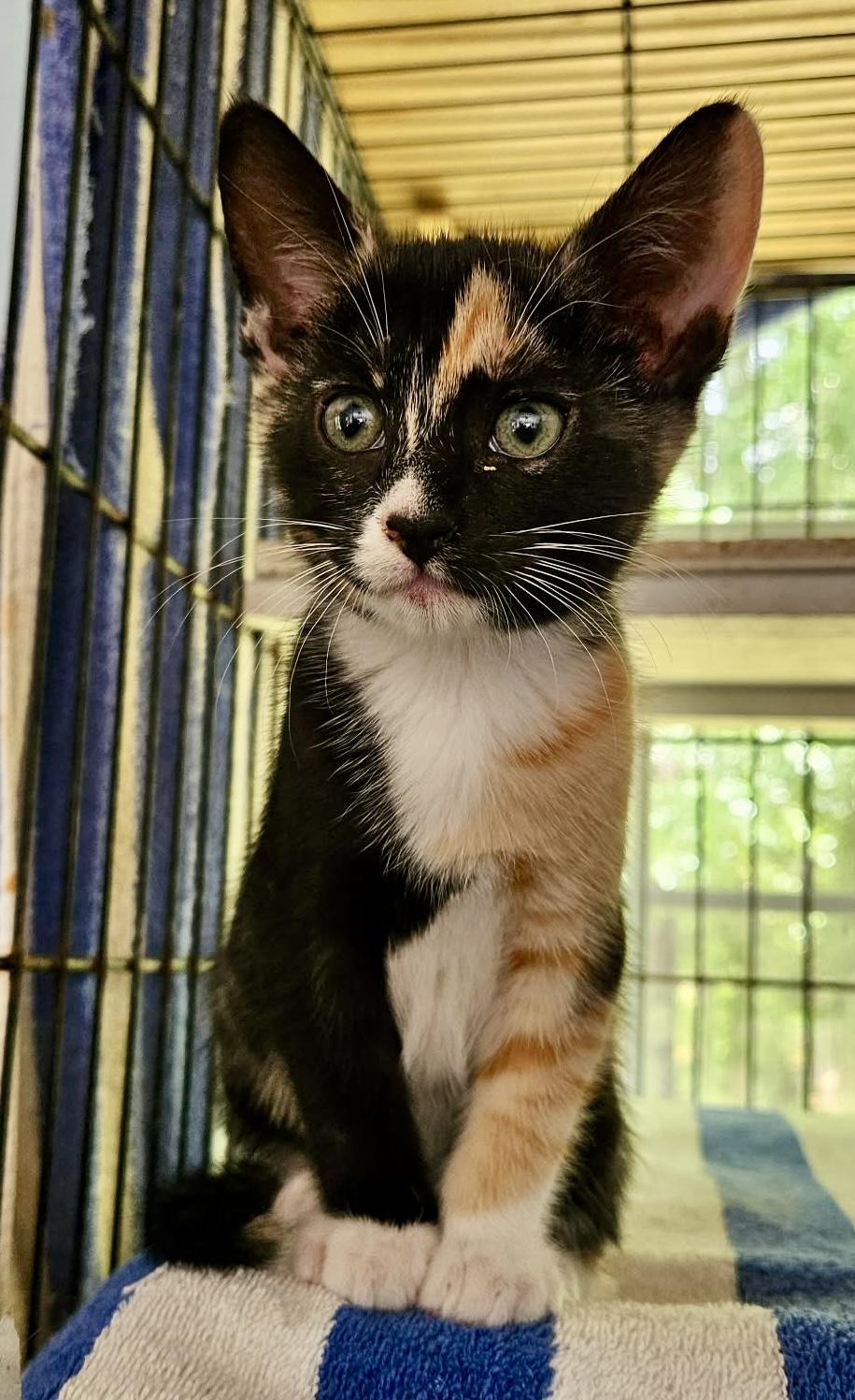 Enlarge Little Queenie, an adopted Calico in Myrtle Beach, SC image 5/5