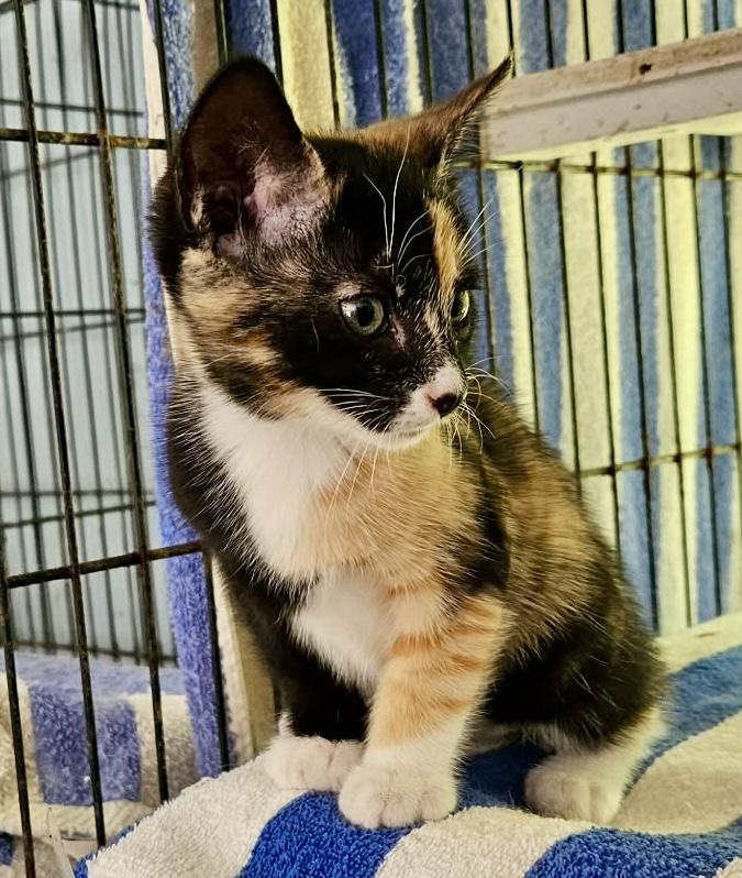 Little Queenie, adopted, Kitten Female Calico.