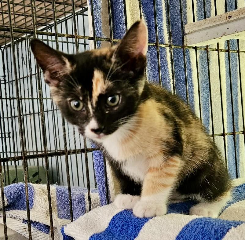 Enlarge Little Queenie, an adopted Calico in Myrtle Beach, SC image 4/5