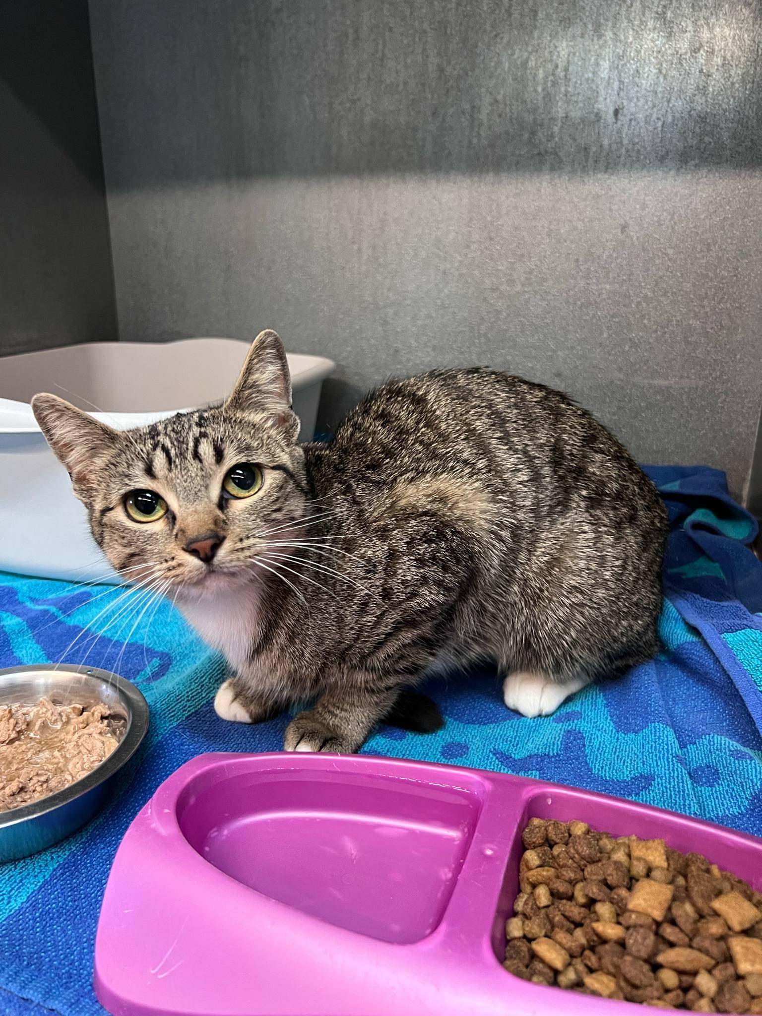 Julia, Young Female Domestic Short Hair