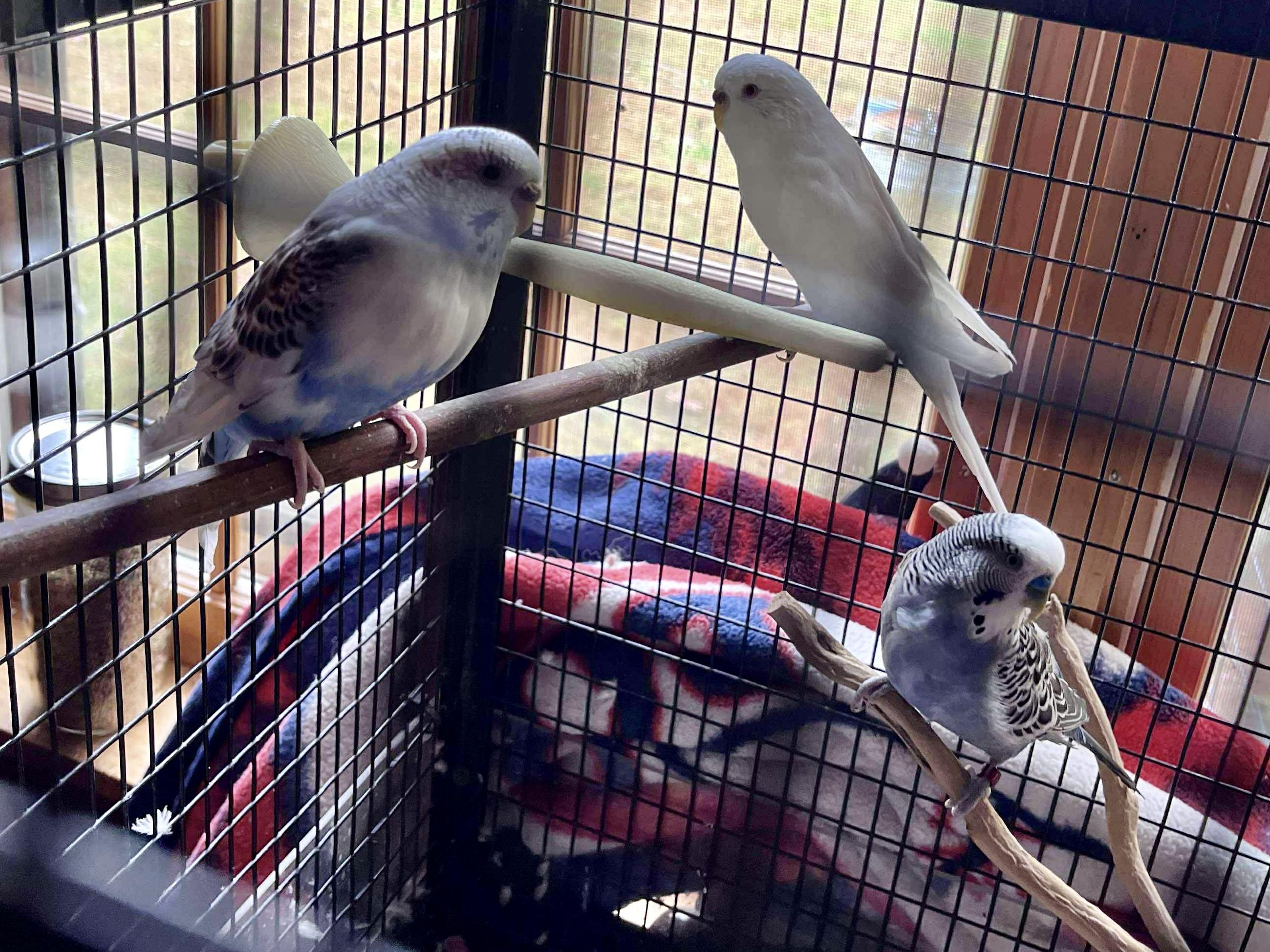 Babe, Sonny & Cher, a Adoptable Parakeet (Other) in Andover, CT image 2/3