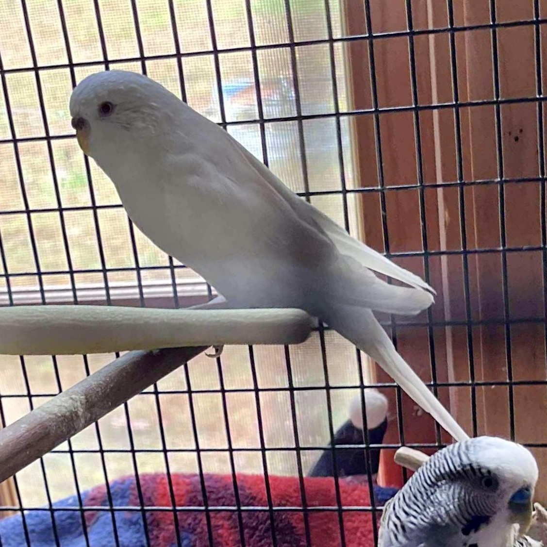 Babe, Sonny & Cher, a Adoptable Parakeet (Other) in Andover, CT image 1/3