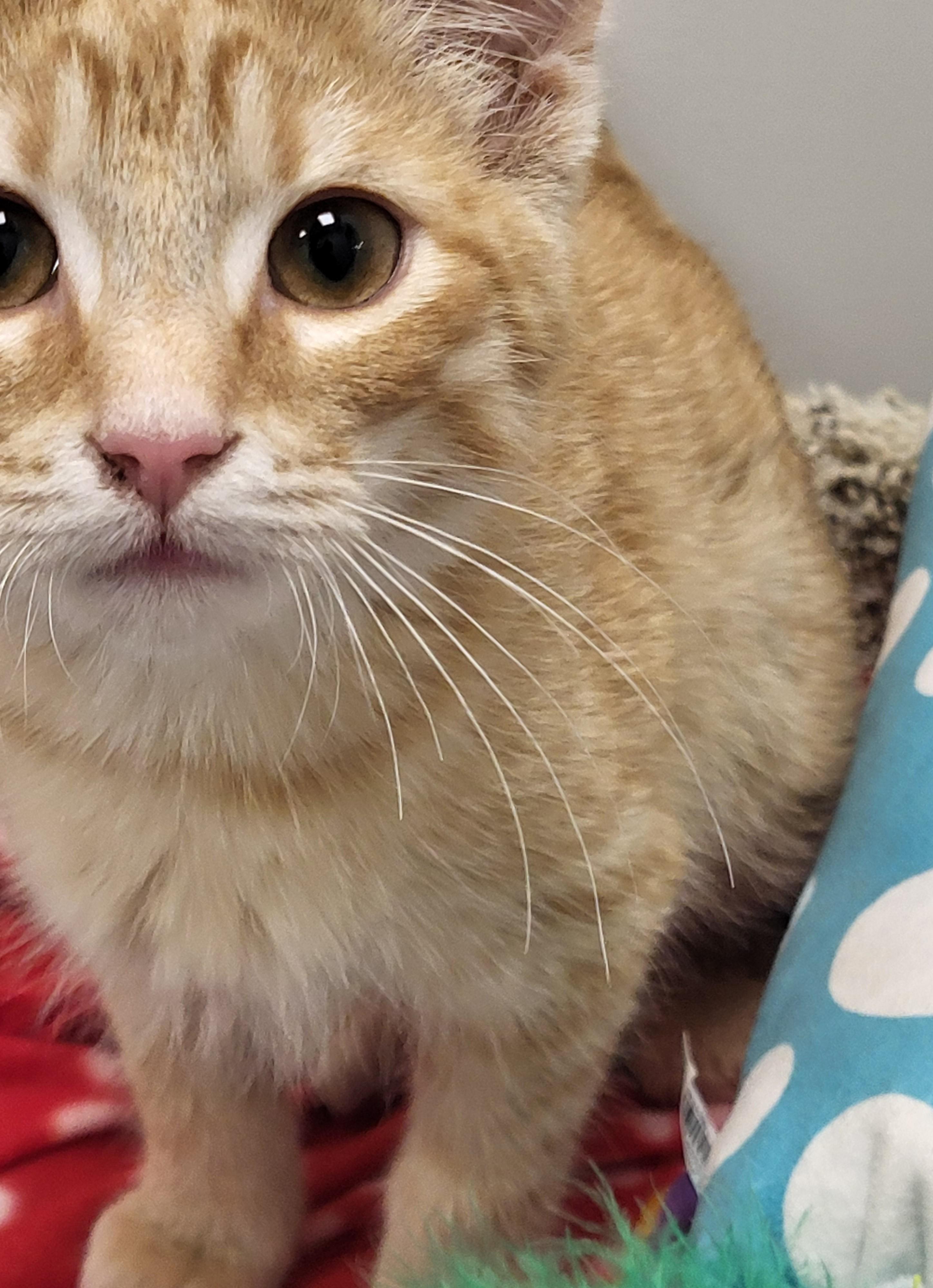 Enlarge Biff, an adopted Domestic Short Hair in Grayslake, IL image 2/4