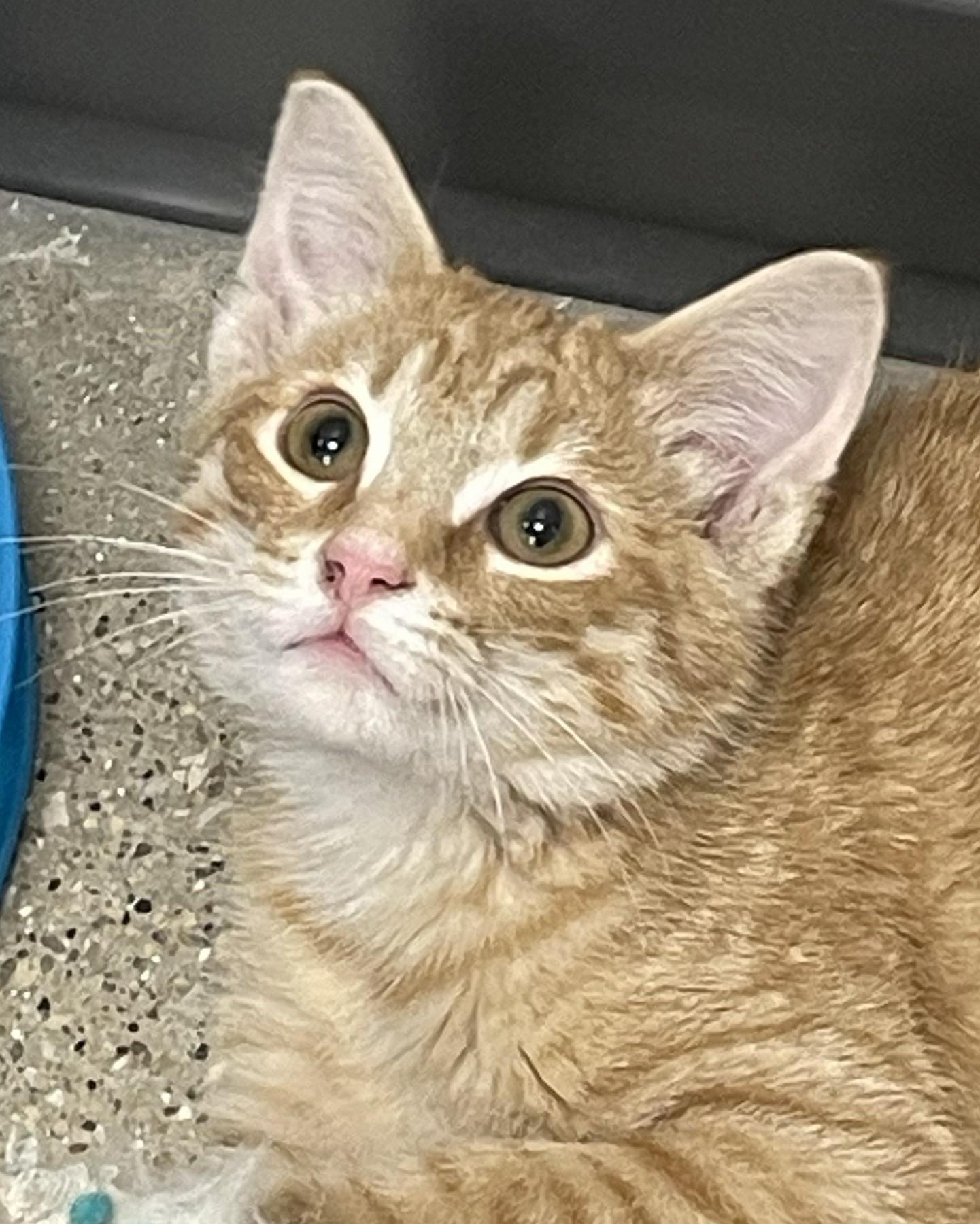 Enlarge Biff, an adopted Domestic Short Hair in Grayslake, IL image 1/4