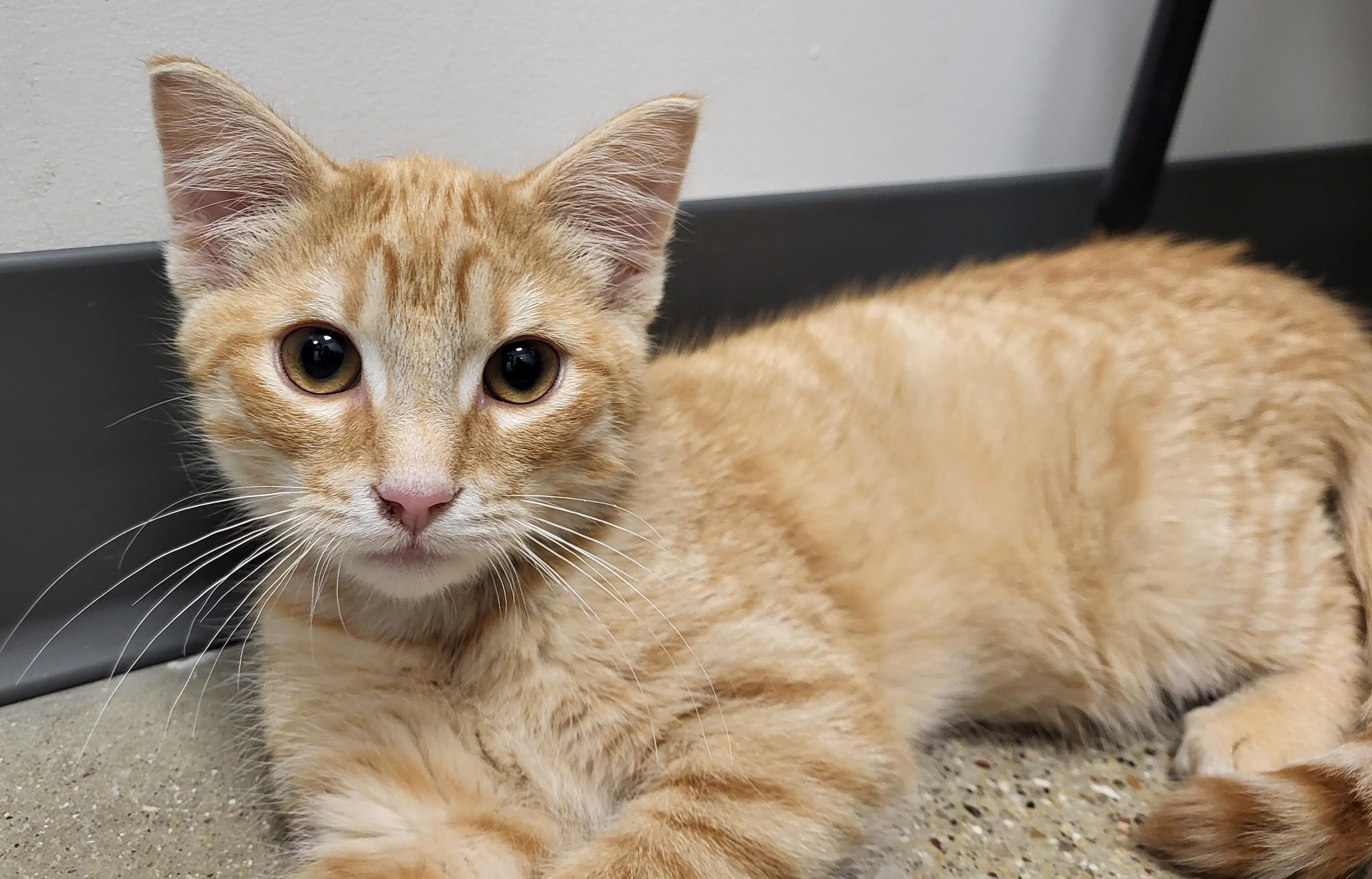 Enlarge Biff, an adopted Domestic Short Hair in Grayslake, IL image 4/4