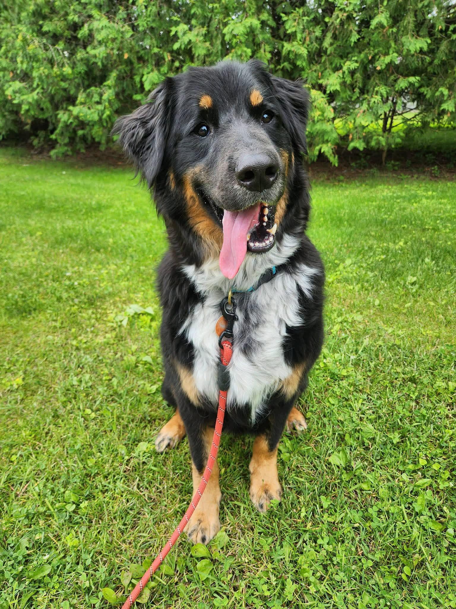 Hughie, Adoptable, Adult Male Australian Shepherd & Bernese Mountain Dog.