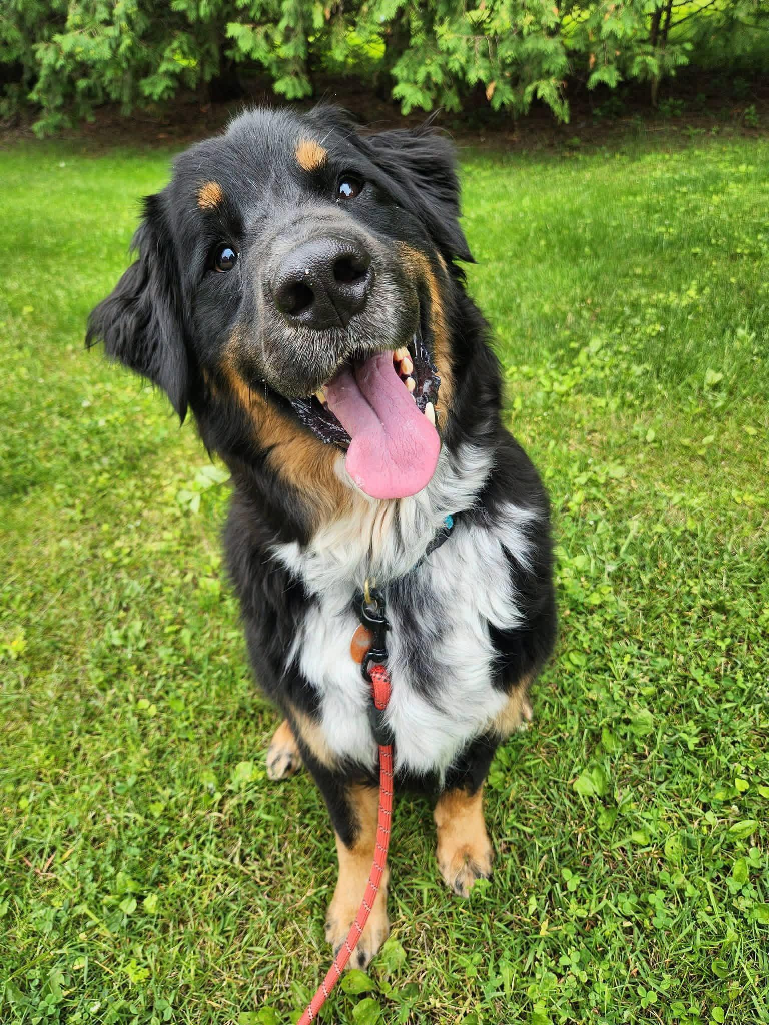 Hughie, a Adoptable mixed breed in New London, WI image 3/3